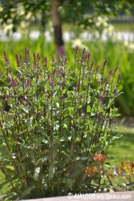 Metssalvei (Salvia nemorosa) ‘Caradonna’ (16.06.2017)
