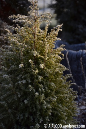 Harilik kadakas (Juniperus communis) ‘Gold Cone’ (13.01.2018)