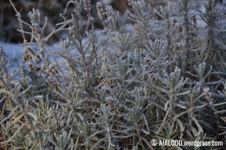 Talvine tähklavendel (Lavandula angustifolia) ‘Munstead’ (13.01.2018)